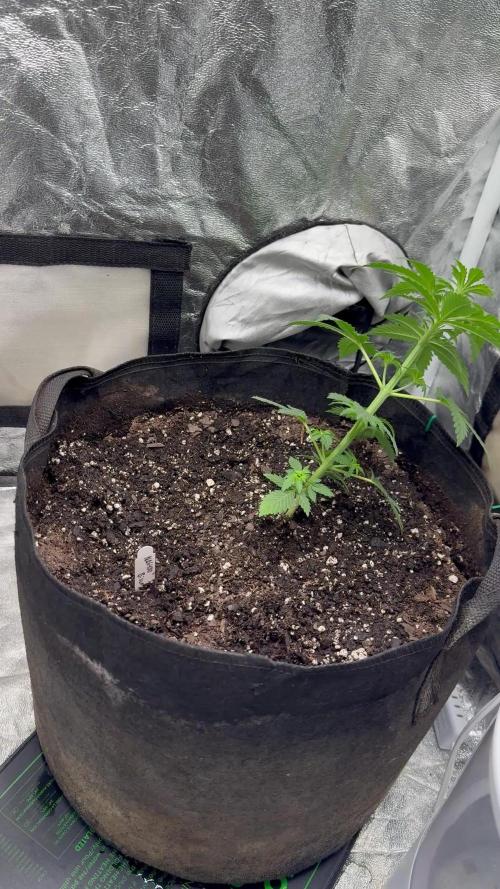 Auto Biscotti