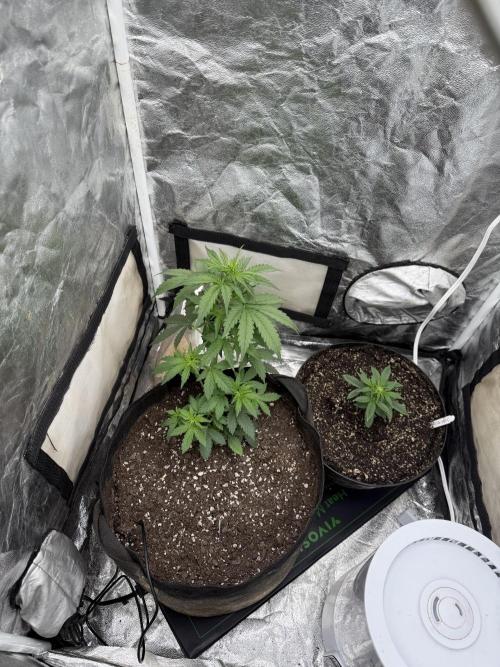 Auto Biscotti. Week 6 - 1st week of flowering 