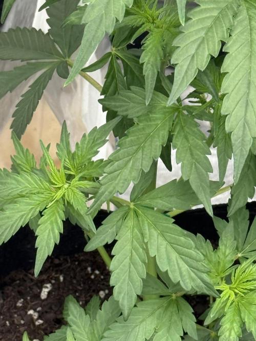 Auto Biscotti. Week 6 - Close up shot 