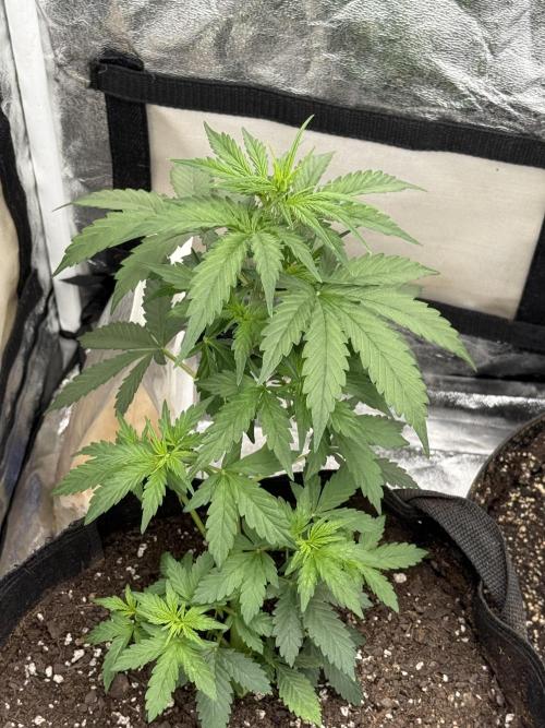 Auto Biscotti. Week 6 - LST 