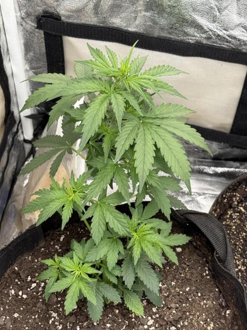 Auto Biscotti. Week 6 - 1st week of flowering