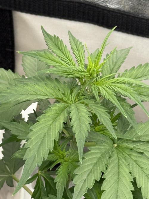 Auto Biscotti. Week 6 - Top shot