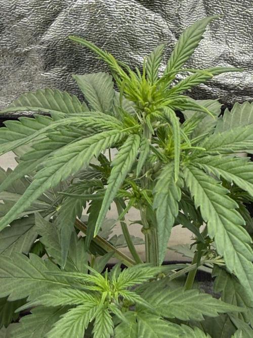 Auto Biscotti. Week 6 - Mid week update 