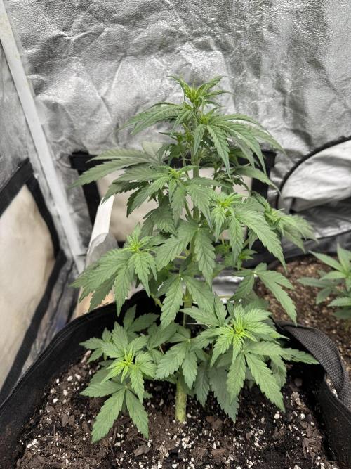 Auto Biscotti. Week 6 - Mid week update 