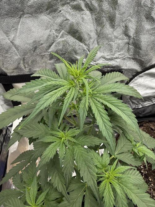 Auto Biscotti. Week 6 - Mid week update 