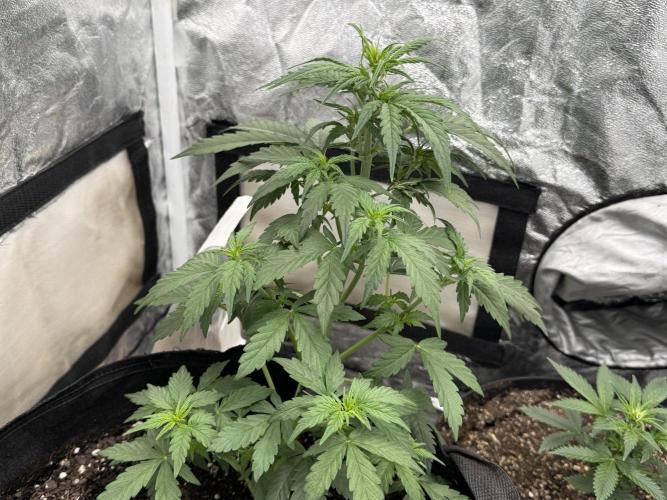 Auto Biscotti. Week 6