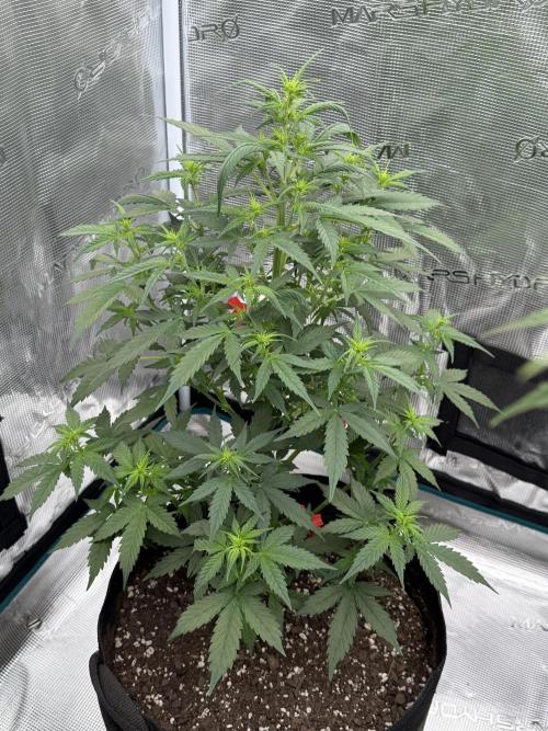 Auto Biscotti. Week 7 - Start of week 7