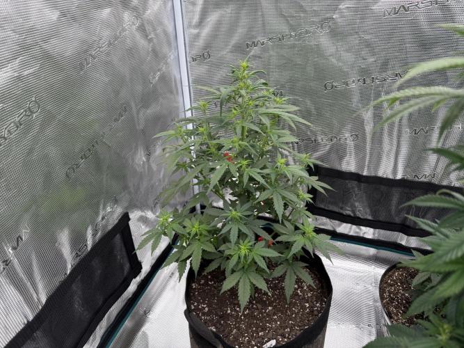 Auto Biscotti. Week 7 - Start of week 7 