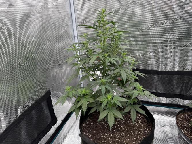 Auto Biscotti. Week 7 - Start of week 7