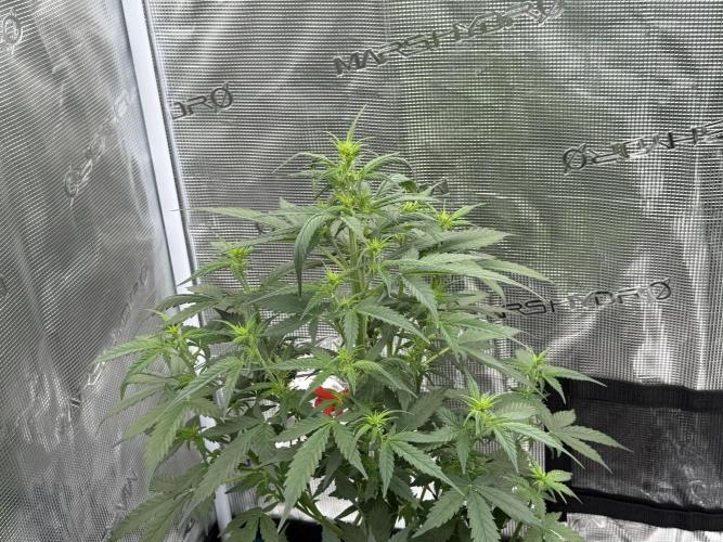 Auto Biscotti. Week 7 - Start of week 7 