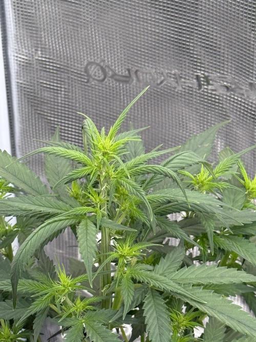 Auto Biscotti. Week 7 - Start of week 7