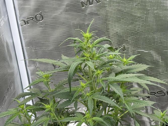 Auto Biscotti. Week 7 - Start of week 7