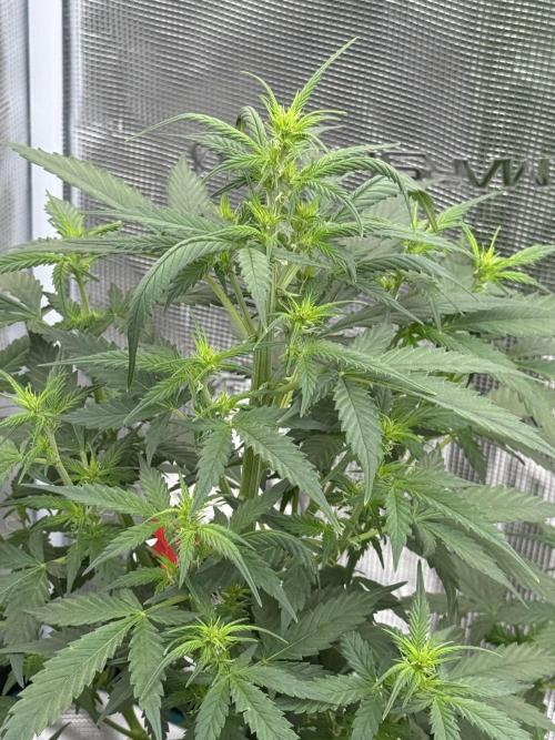 Auto Biscotti. Week 7 - Top shot