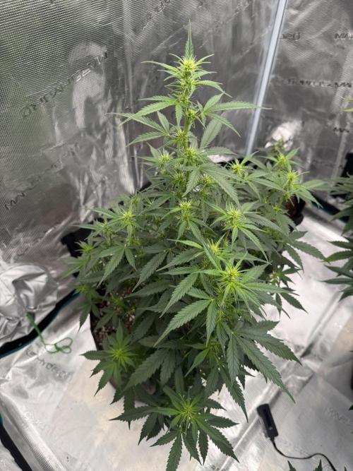 Auto Biscotti. Week 8 - 3 weeks into flower