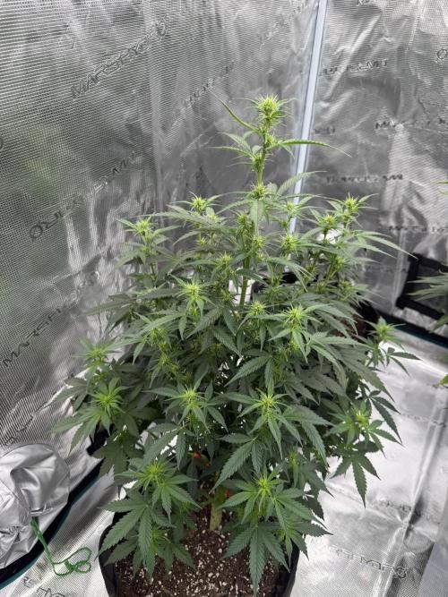 Auto Biscotti. Week 8 - 3 weeks into flower