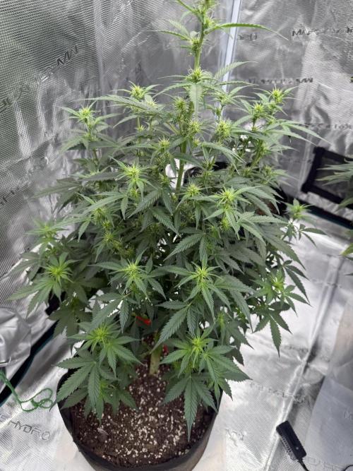 Auto Biscotti. Week 8 - 3 weeks Auto Flower