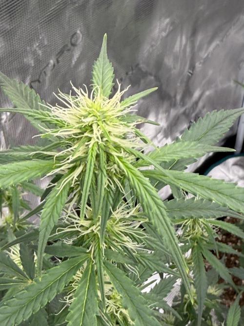 Auto Biscotti. Week 9 - Start of week 4 of flower