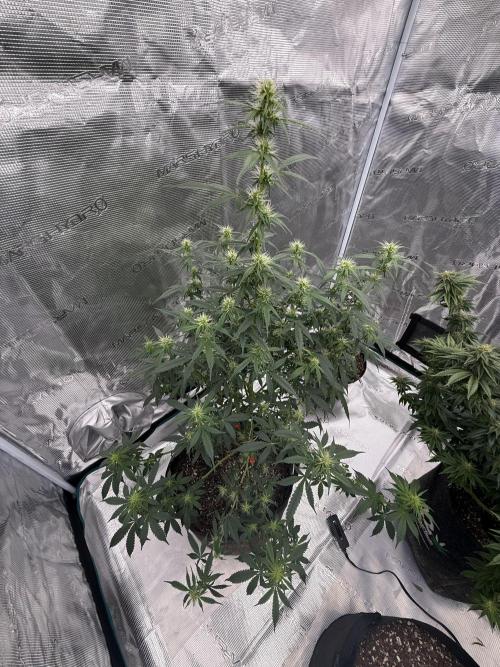 Auto Biscotti. Week 9 - Start of week 4 of flower