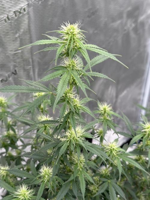 Auto Biscotti. Week 9 - Start of week 4 of flower Close Shot