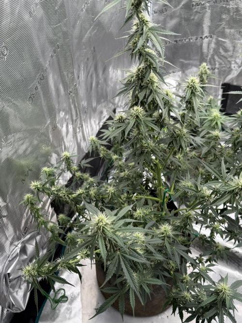 Auto Biscotti. Week 10 - This endearing if 9th week pic