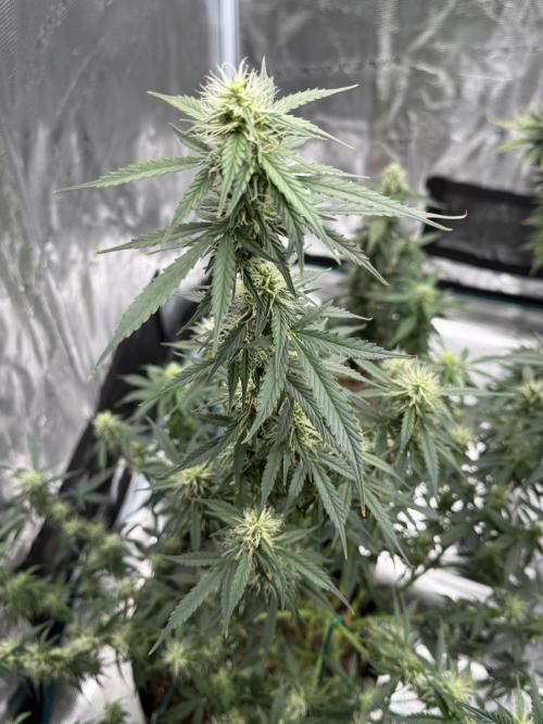 Auto Biscotti. Week 10 - 9th week pic