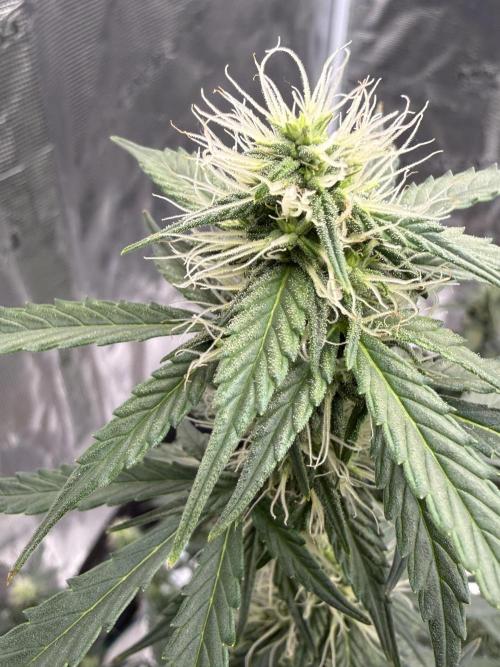 Auto Biscotti. Week 10 - 9th week pic