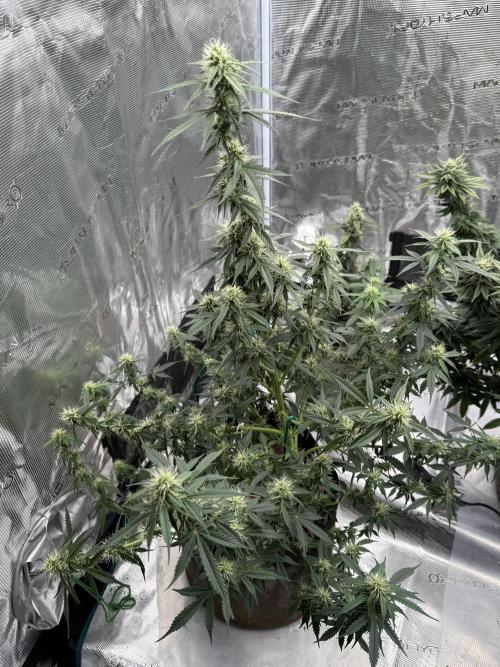 Auto Biscotti. Week 10 - Far shot just stretched her out!