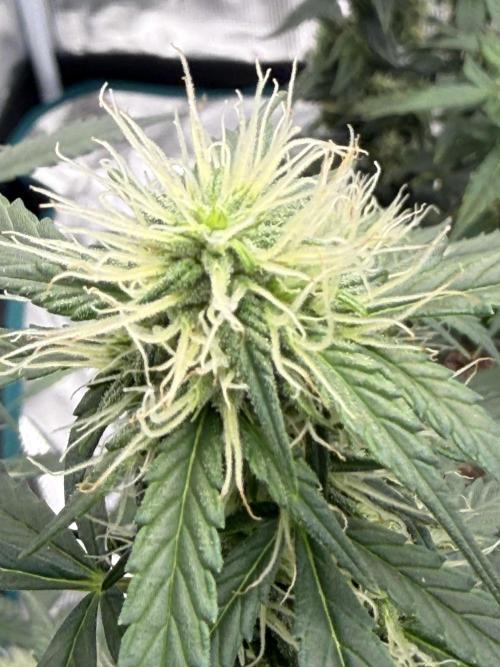 Auto Biscotti. Week 10 - Close shot :)