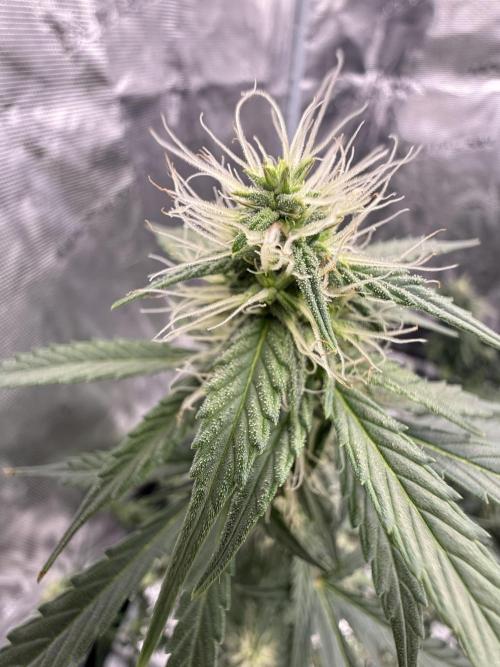 Auto Biscotti. Week 10 - Close shot :)