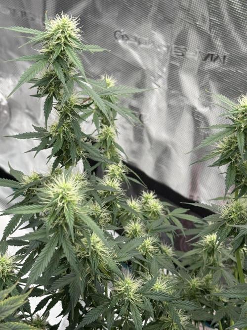 Auto Biscotti. Week 10 - Day after feeding 