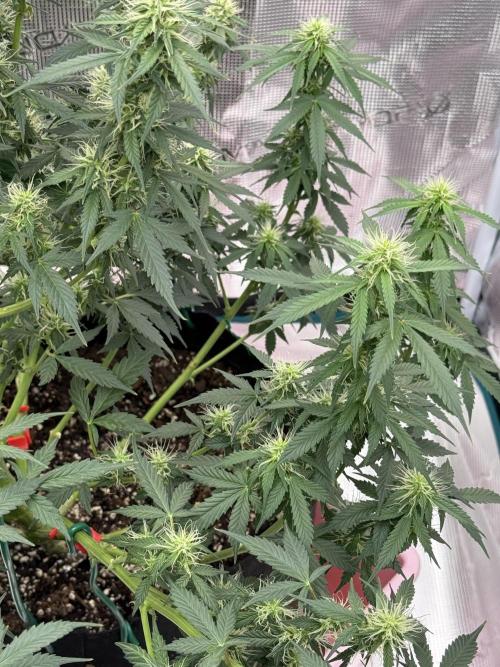 Auto Biscotti. Week 10 - Day after feeding 