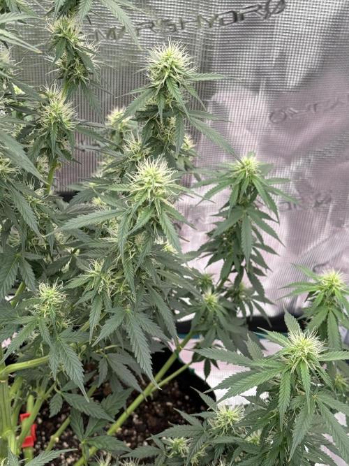 Auto Biscotti. Week 10 - 10 weeks