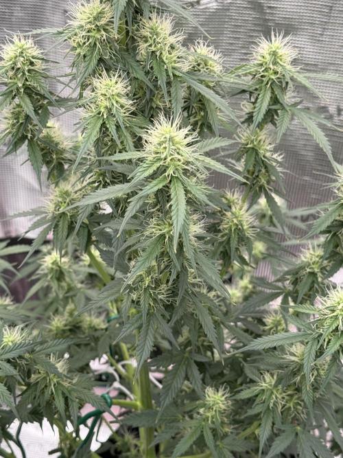 Auto Biscotti. Week 10 - Tie down 