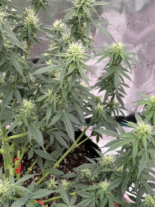 Auto Biscotti. Week 10 - Week 10