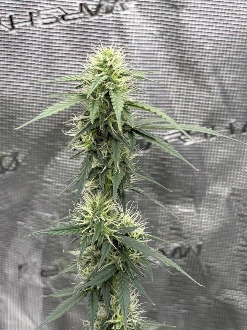 Auto Biscotti. Week 10 - Top shot 