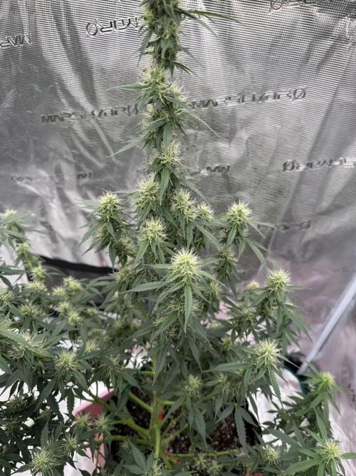 Auto Biscotti. Week 10 - Week 10