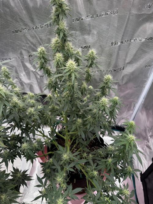 Auto Biscotti. Week 10 - Week 10