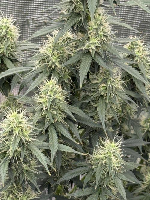 Auto Biscotti. Week 11 - Close Shot 