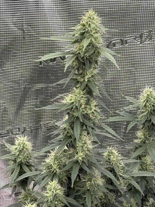 Auto Biscotti. Week 11 - Main