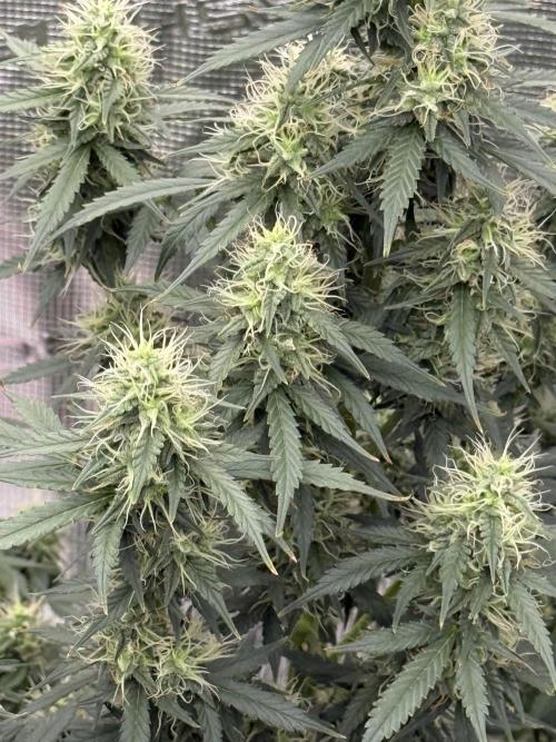 Auto Biscotti. Week 11 - Lower side shot 