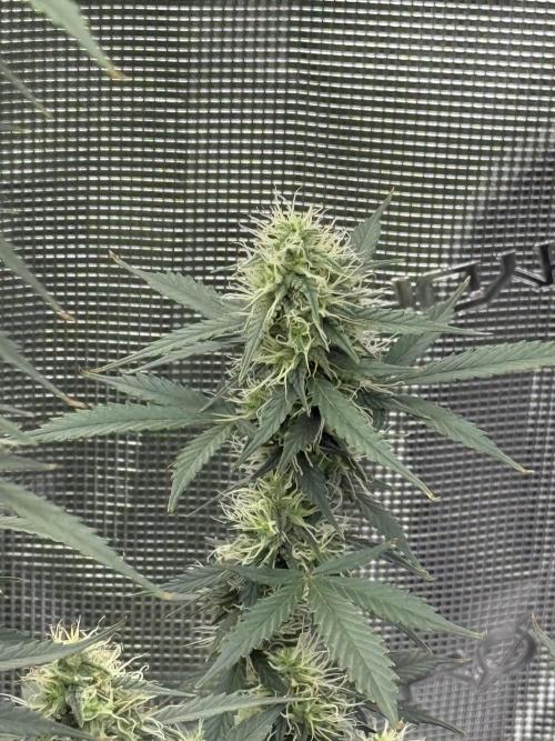 Auto Biscotti. Week 11 - Fatten up 