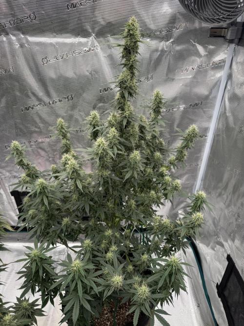 Auto Biscotti. Week 11 - Week 11