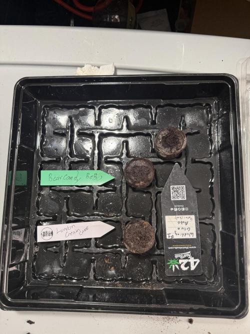 Auto Run. Week 0 - Inside the greenhouse it’s the one I had for years already 