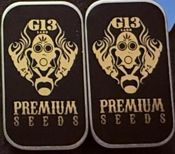 Auto Run. Week 0 - G13 Seeds London Cream Cake Auto 