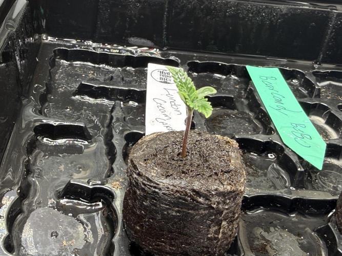 Auto Run. Week 1 - 5 days in