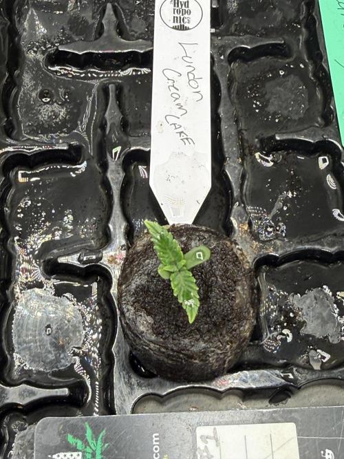 Auto Run. Week 1 - 5 days in