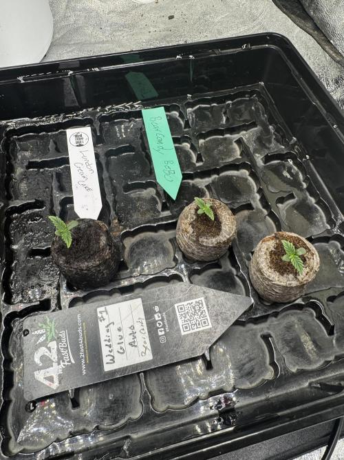 Auto Run. Week 1 - 5th day