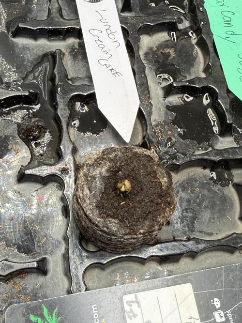 Auto Run. Week 1 - Same day it was put in the pod