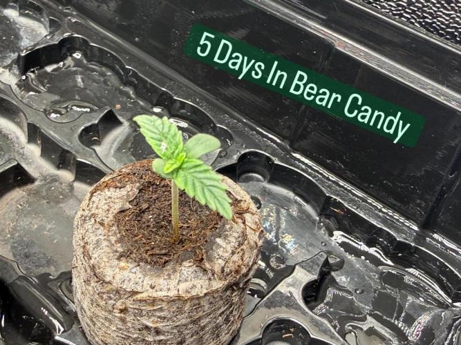 Bear Candy. Week 1 - 5 Days 