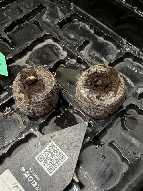 Bear Candy. Week 1 - 1st Day